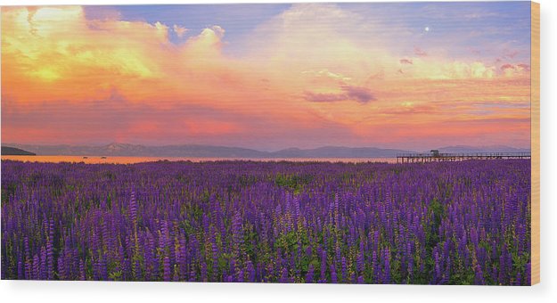 Tahoe City Lupine Sunset By Brad Scott - Wood Print