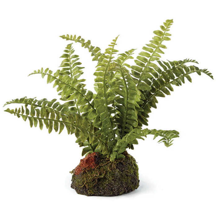 7"  Boston Fern Drop In w/ Wide Base