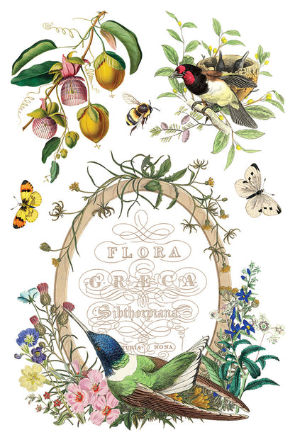 Flora Greca  IOD Transfer&nbsp;