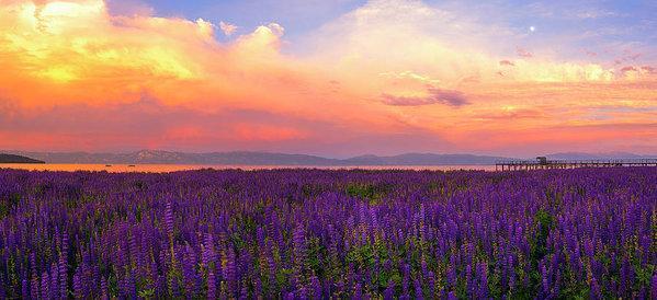 Tahoe City Lupine Sunset By Brad Scott - Metal Print